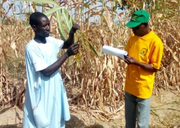 Member of (NACGRAB) taking samples of indigenous cowpea and sorghum