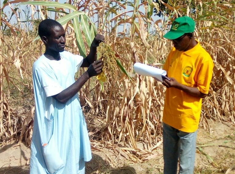 Member of (NACGRAB) taking samples of indigenous cowpea and sorghum