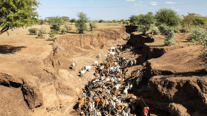 1.5m livestock dead across drought affected parts of Ethiopia – Report