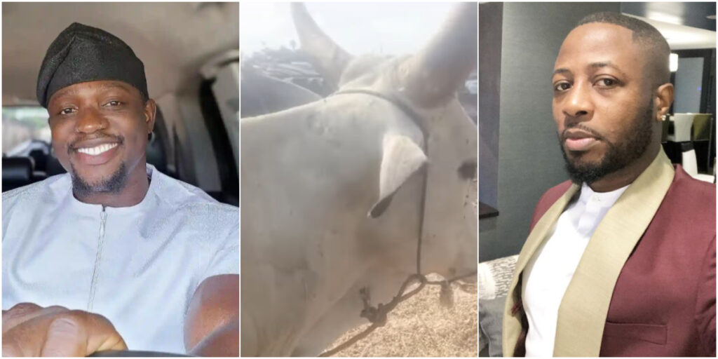 VDM gifts Tunde Ednut huge cow for his birthday, fans reacts