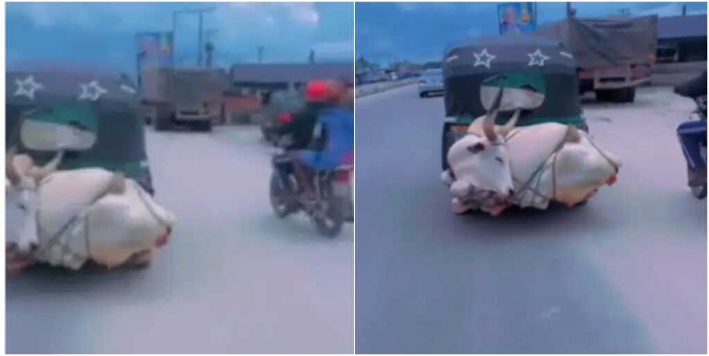 Big cow tied to Keke Napep shocks onlookers on main road