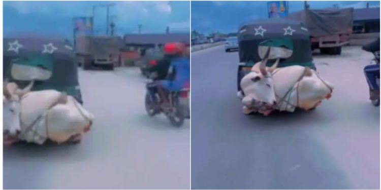 Big cow tied to Keke Napep shocks onlookers on main road