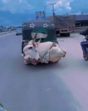 Big cow tied to Keke Napep shocks onlookers on main road