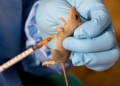 Lassa Fever