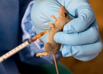 Lassa Fever