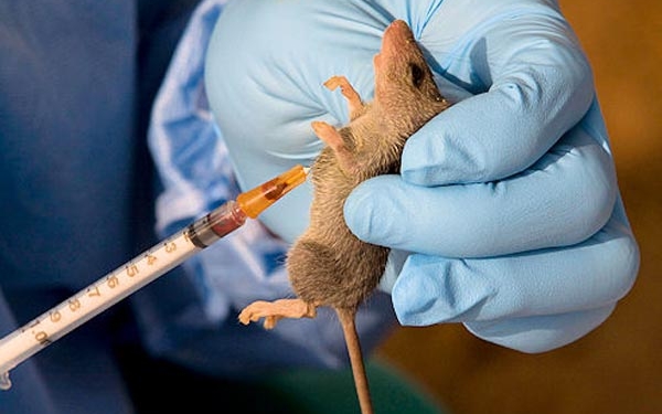 Lassa Fever