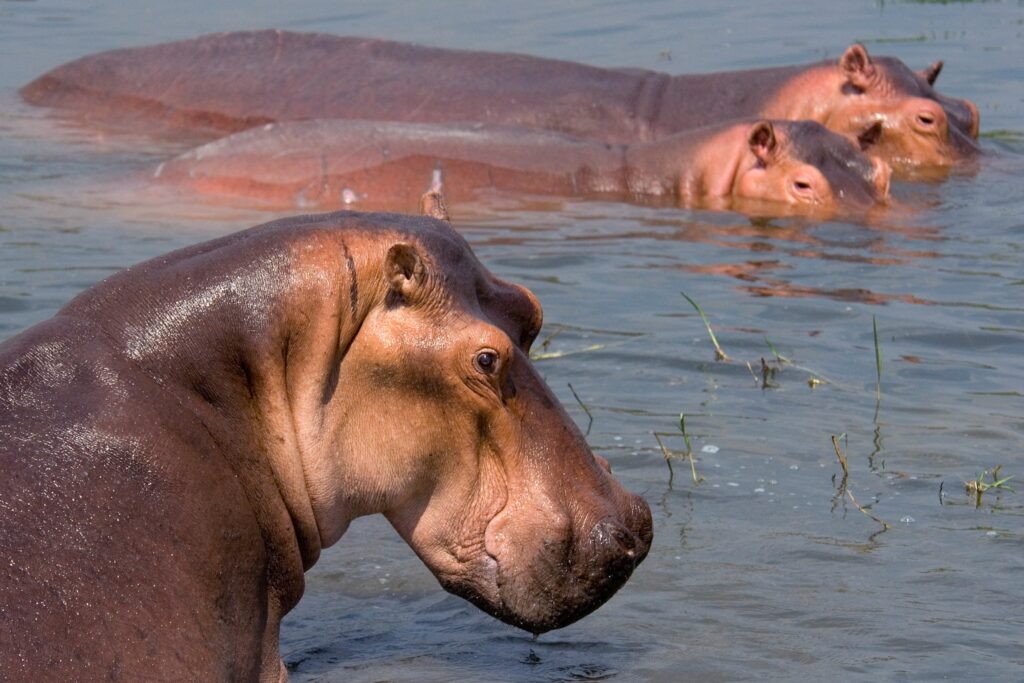 A photo of hippopotamus used to illustrate story.