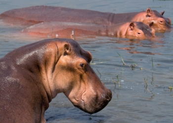 A photo of hippopotamus used to illustrate story.