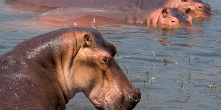 A photo of hippopotamus used to illustrate story.