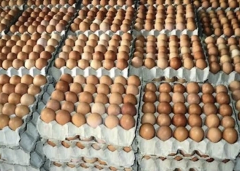 World Egg Day