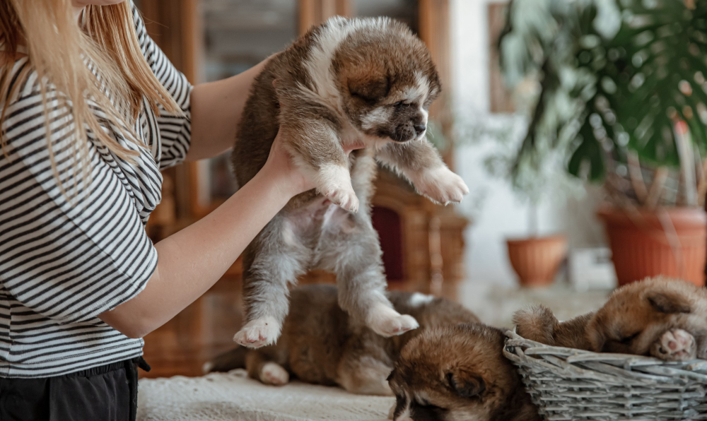 Puppy Care