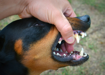 How to Stop Your Dog From Biting