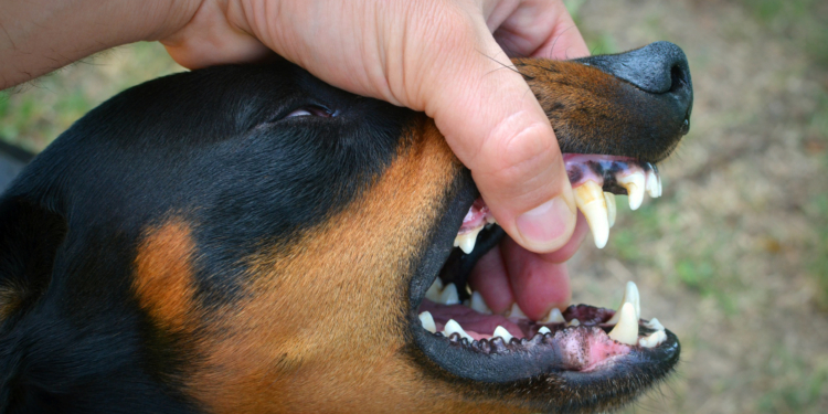 How to Stop Your Dog From Biting