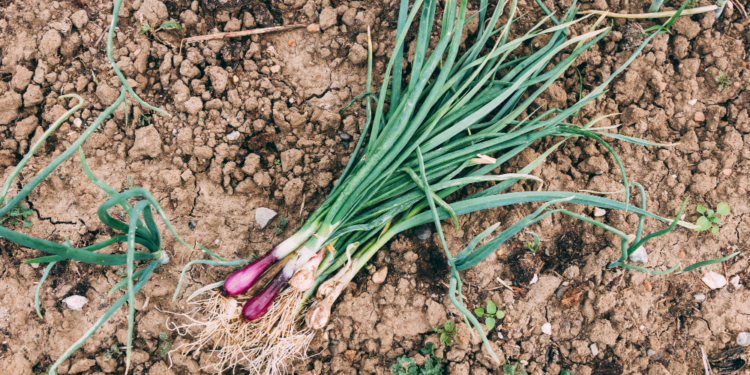 how to grow spring onions