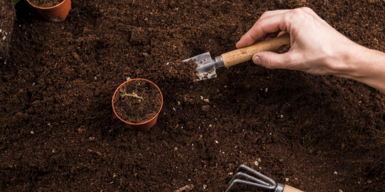 How to prepare the soil for planting