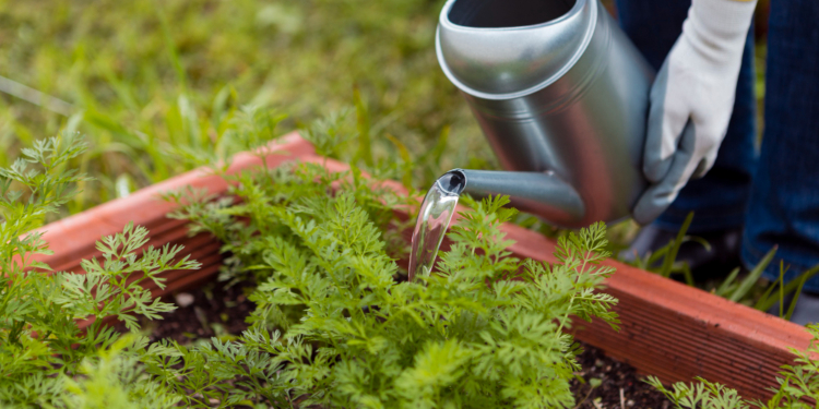 How to make good irrigation in your garden