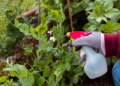 How to Combat Common Garden Pests Naturally