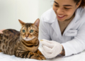 Common Diseases in Cats