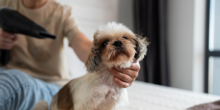 How to Get Rid of Dog Dandruff