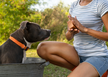 How to Get Rid of the Skunk Smell on Dogs