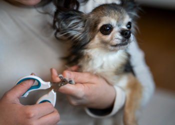 How to Trim Your Dog's Nails