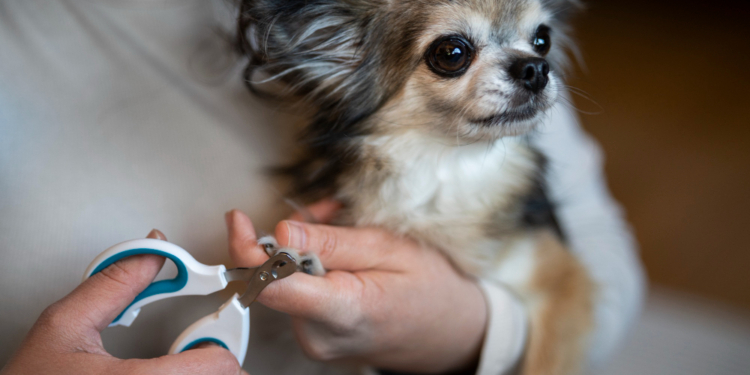 How to Trim Your Dog's Nails