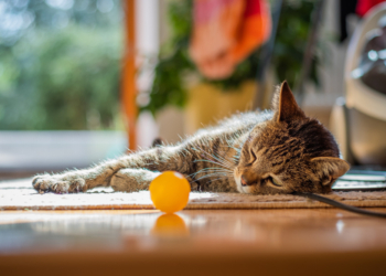 Exercise Ideas for cats