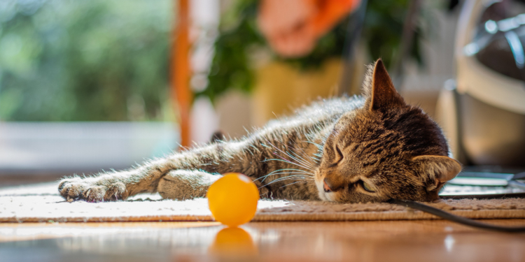 Exercise Ideas for cats