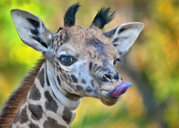 Giraffe Tongue Color