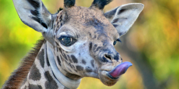 Giraffe Tongue Color