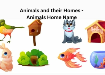 Animals and their Homes - Animals Home Name