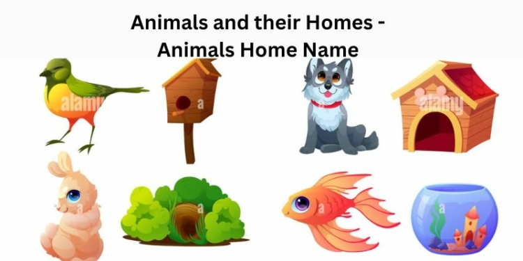 Animals and their Homes - Animals Home Name