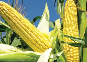 Botanical Name for Maize - Zea mays