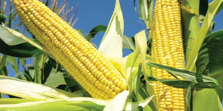 Botanical Name for Maize - Zea mays