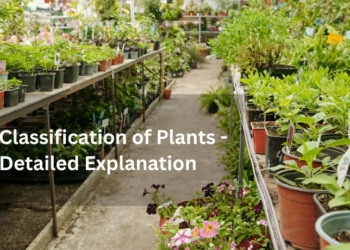 Classification of Plants - Detailed Explanation