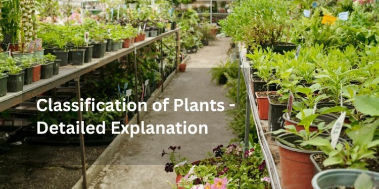 Classification of Plants - Detailed Explanation