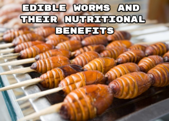 Edible Worms