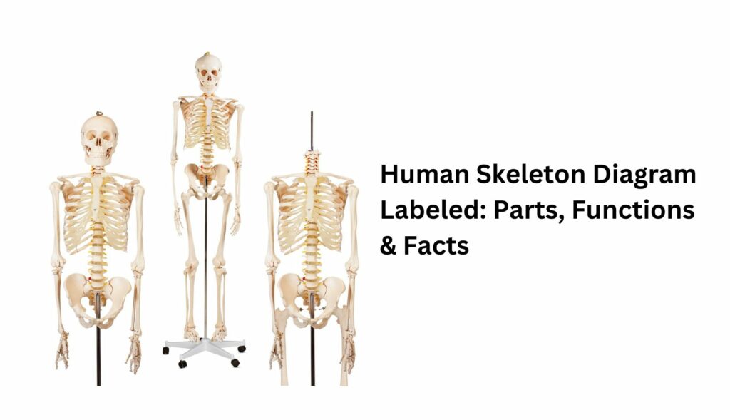 Human Skeleton Diagram Labeled: Parts, Functions & Facts