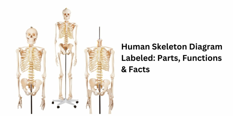 Human Skeleton Diagram Labeled: Parts, Functions & Facts