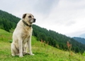 Kangal Dog