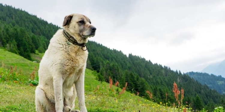 Kangal Dog