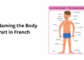 Naming the Body Part in French