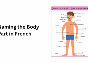 Naming the Body Part in French