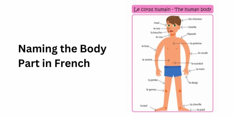 Naming the Body Part in French