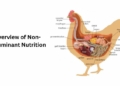 Overview of Non-Ruminant Nutrition