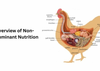 Overview of Non-Ruminant Nutrition