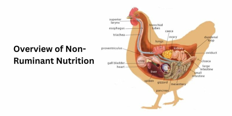 Overview of Non-Ruminant Nutrition