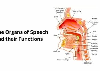 The Organs of Speech and their Functions