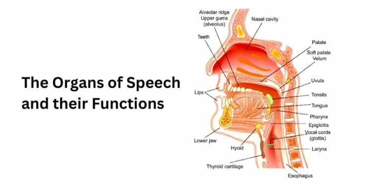 The Organs of Speech and their Functions