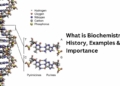 What is Biochemistry History, Examples & Importance